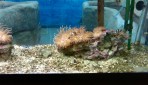 Cretaquarium (Sea Aquarium) - Crete photo 22