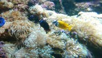 Cretaquarium (Sea Aquarium) - Crete photo 25