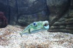Cretaquarium (Sea Aquarium) - Crete photo 13