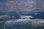 Cretaquarium (Sea Aquarium) - Crete photo 14