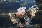 Cretaquarium (Sea Aquarium) - Crete photo 15