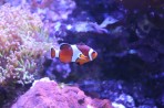 Cretaquarium (Sea Aquarium) - Crete photo 16
