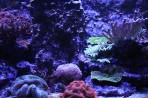 Cretaquarium (Sea Aquarium) - Crete photo 17