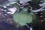 Cretaquarium (Sea Aquarium) - Crete photo 18