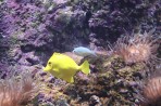 Cretaquarium (Sea Aquarium) - Crete photo 19