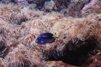 Cretaquarium (Sea Aquarium) - Crete photo 20