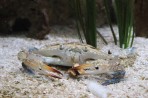 Cretaquarium (Sea Aquarium) - Crete photo 3