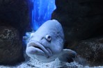 Cretaquarium (Sea Aquarium) - Crete photo 4