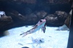 Cretaquarium (Sea Aquarium) - Crete photo 5