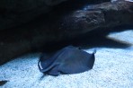 Cretaquarium (Sea Aquarium) - Crete photo 6