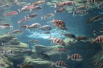 Cretaquarium (Sea Aquarium) - Crete photo 7