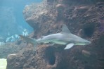 Cretaquarium (Sea Aquarium) - Crete photo 8