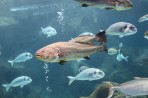 Cretaquarium (Sea Aquarium) - Crete photo 10