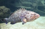 Cretaquarium (Sea Aquarium) - Crete photo 11
