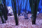 Cretaquarium (Sea Aquarium) - Crete photo 12