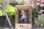 Dinosauria Park - Crete photo 27