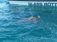 Loggerhead sea turtle (Caretta Caretta)