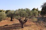 Nature on the island of Zakynthos photo 1