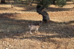 Nature on the island of Zakynthos photo 2