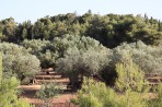 Nature on the island of Zakynthos photo 3