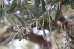 Nature on the island of Zakynthos photo 4