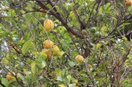 Nature on the island of Zakynthos photo 5