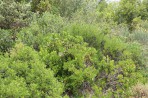 Nature on the island of Zakynthos photo 6