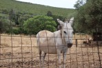 Nature on the island of Zakynthos photo 7