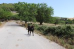 Nature on the island of Zakynthos photo 8