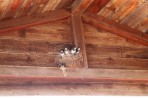 Nature on the island of Zakynthos photo 9