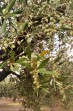 Nature on the island of Zakynthos photo 12