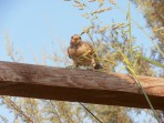 Nature on the island of Zakynthos photo 15