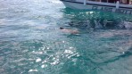 Marathonisi (Turtle Island) - Zakynthos island photo 3