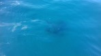 Marathonisi (Turtle Island) - Zakynthos island photo 4