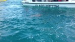 Loggerhead sea turtle (Caretta Caretta) - island of Zakynthos photo 1