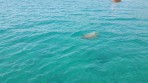 Loggerhead sea turtle (Caretta Caretta) - island of Zakynthos photo 3