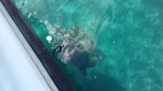 Loggerhead sea turtle (Caretta Caretta) - island of Zakynthos photo 4