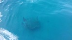Loggerhead sea turtle (Caretta Caretta) - island of Zakynthos photo 5
