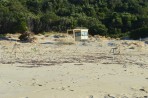 Loggerhead sea turtle (Caretta Caretta) - island of Zakynthos photo 8
