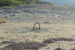 Loggerhead sea turtle (Caretta Caretta) - island of Zakynthos photo 9