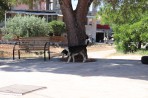 Agios Leontas - Zakynthos island photo 10
