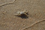Banana Beach - Zakynthos island photo 26