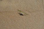 Banana Beach - Zakynthos island photo 27