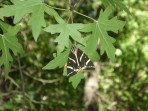 Valley of the Butterflies (Petaloudes) - Rhodes island photo 13