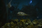 Faliraki Aquarium - island of Rhodes photo 20