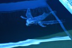 Faliraki Aquarium - island of Rhodes photo 26