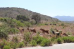 Nature on the island of Rhodes photo 5