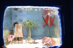 Faliraki Aquarium - island of Rhodes photo 5