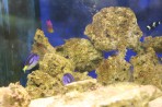 Faliraki Aquarium - island of Rhodes photo 8