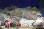 Faliraki Aquarium - island of Rhodes photo 9